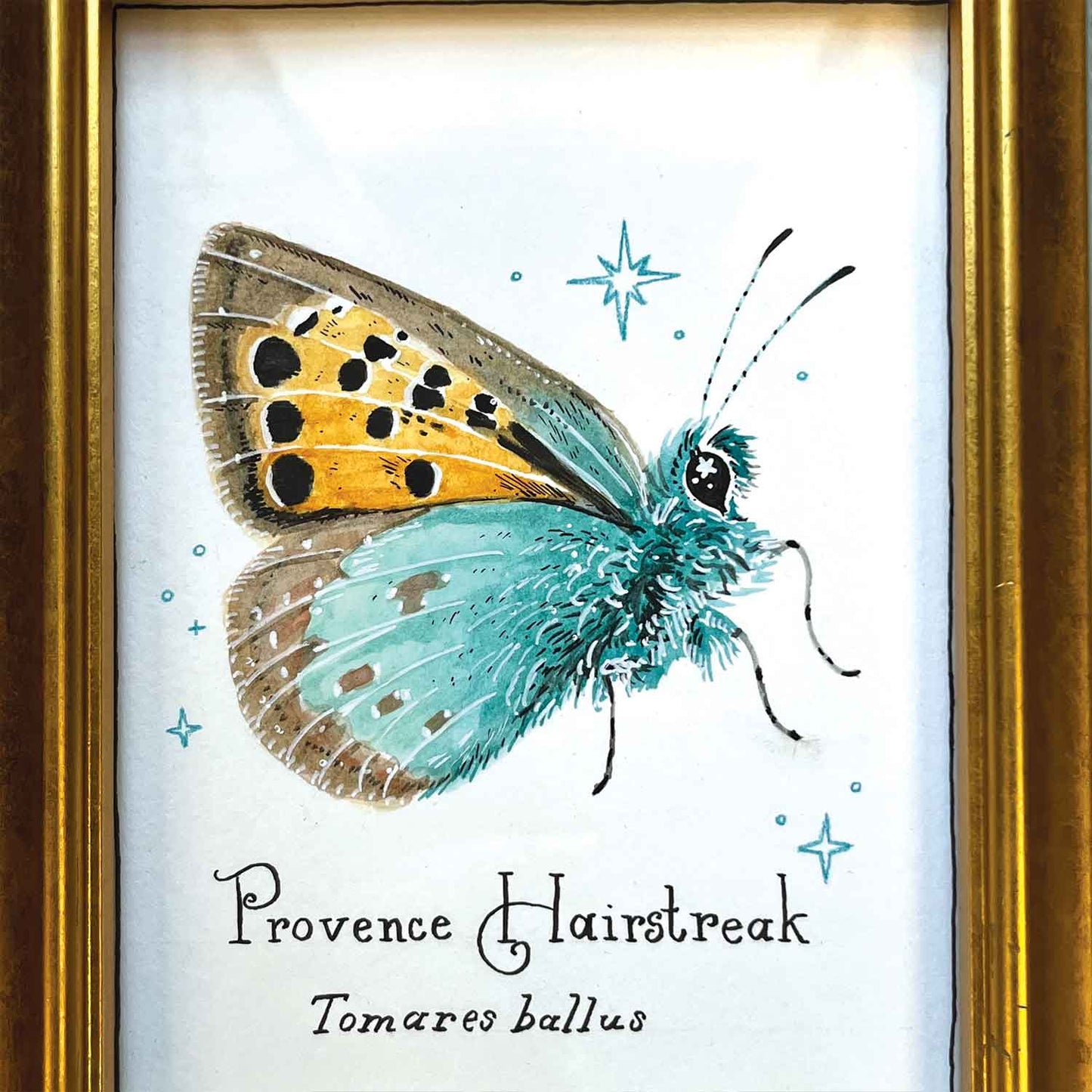 Provence Hairstreak Butterfly - Original Painting